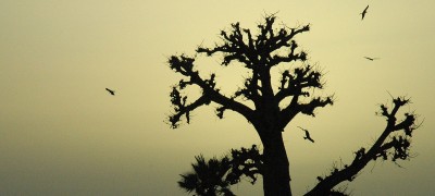 Baobab Tree (Senegal).