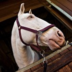Albino horse